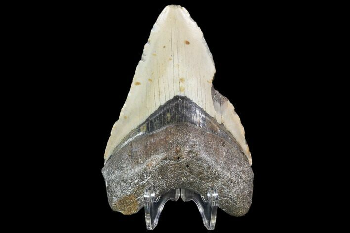 Bargain, Fossil Megalodon Tooth - North Carolina #101303